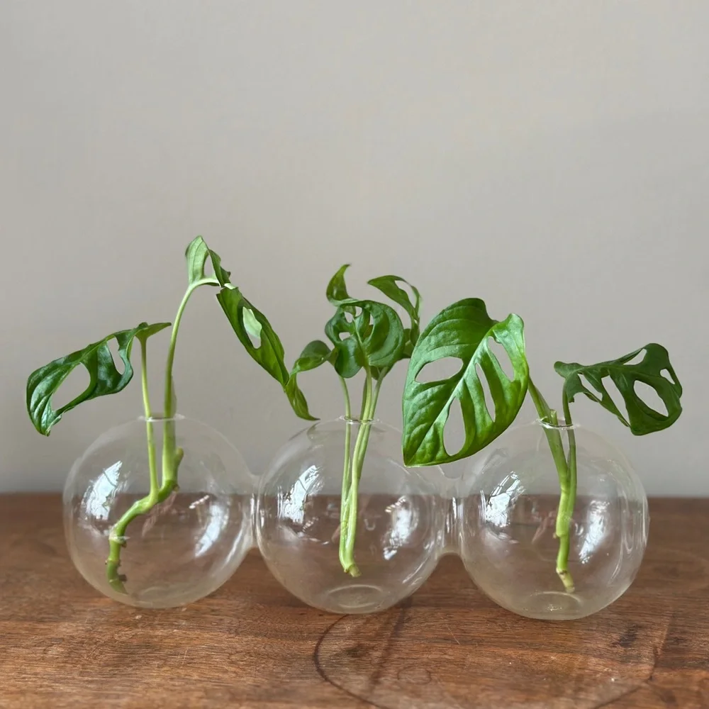 Plant Propagation Glass Bubble Vase Decor - Picture 2 of 6